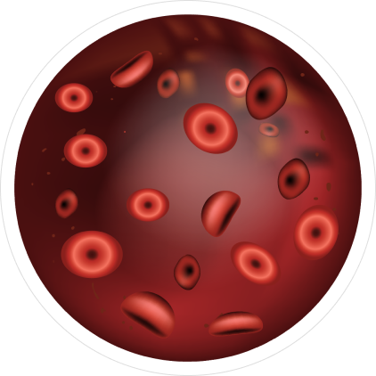Blood cells photo
